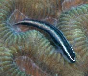 Image of Elacatinus evelynae (Sharknose goby)