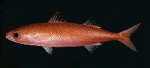 Image of Emmelichthys karnellai (Karnella\