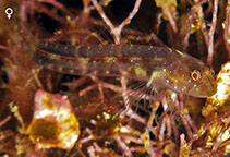 Image of Emblemariopsis pricei (Seafan blenny)