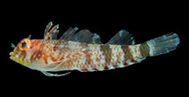 Image of Enneanectes altivelis (Lofty triplefin)