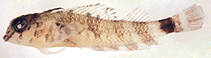 Image of Enneanectes boehlkei (Roughhead triplefin)