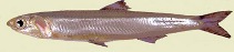 Image of Engraulis encrasicolus (European anchovy)