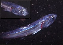 Image of Engraulis japonicus (Japanese anchovy)