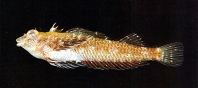 Image of Enneapterygius minutus 