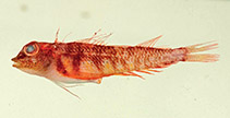 Image of Enneapterygius paucifasciatus (New Caledonian striped triplefin)