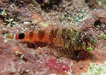 Image of Enneanectes jordani (Redbelly triplefin)