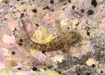 Image of Entomacrodus textilis (Textile blenny)