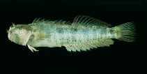 Image of Entomacrodus thalassinus (Sea blenny)