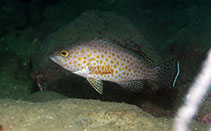 Image of Epinephelus areolatus (Areolate grouper)