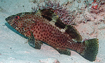 Image of Epinephelus bilobatus (Frostback rockcod)