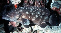 Image of Epinephelus coeruleopunctatus (Whitespotted grouper)