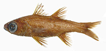 Image of Epigonus chilensis 