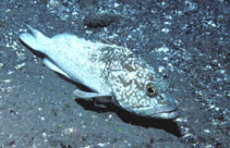 Image of Epinephelus clippertonensis 