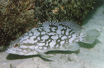Grouper dating wiki