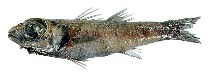 Image of Epigonus macrops (Luminous deepsea cardinalfish)