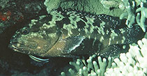 Image of Epinephelus polyphekadion (Camouflage grouper)