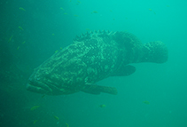 Image of Epinephelus quinquefasciatus (Pacific goliath grouper)