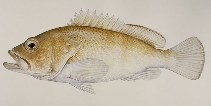 Image of Epinephelus stictus (Black-dotted grouper)