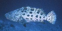 Image of Epinephelus tukula (Potato grouper)