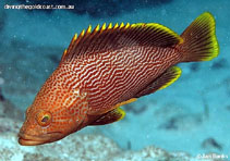 Image of Epinephelus undulatostriatus (Maori rockcod)