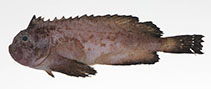 Image of Erisphex philippinus 