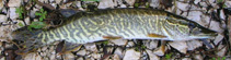 Image of Esox cisalpinus 