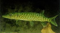 Image of Esox lucius (Northern pike)