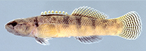 Image of Etheostoma flabellare (Fantail darter)