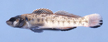 Image of Etheostoma smithi (Slabrock darter)