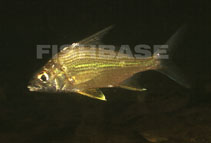 Image of Eugerres plumieri (Striped mojarra)