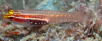 Image of Eviota bacata (Pearl dwarfgoby)
