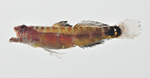 Image of Eviota deminuta (Diminutive dwarfgoby)