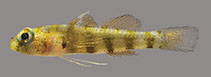 Image of Eviota geminata (Geminate dwarfgoby)
