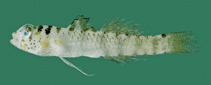 Image of Eviota notata (Barhead dwarfgoby)