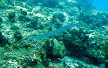 Image of Fistularia tabacaria (Cornetfish)