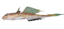 Image of Foetorepus dagmarae (Dagmar’s dragonet)