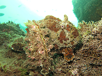 Image of Fowlerichthys senegalensis (Senegalese frogfish)