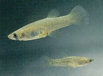 Image of Gambusia affinis (Mosquitofish)