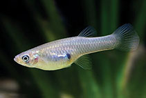 Image of Gambusia affinis (Mosquitofish)