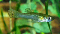 Image of Gambusia affinis (Mosquitofish)