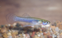 Image of Gambusia affinis (Mosquitofish)