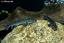 Image of Garra congoensis 