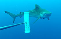 Image of Galeocerdo cuvier (Tiger shark)