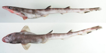 Image of Galeus eastmani (Gecko catshark)