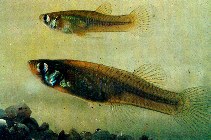 Image of Gambusia holbrooki (Eastern mosquitofish)