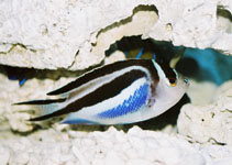 Image of Genicanthus bellus (Ornate angelfish)