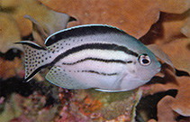 Image of Genicanthus lamarck (Blackstriped angelfish)