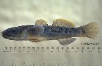 Image of Gillichthys mirabilis (Longjaw mudsucker)