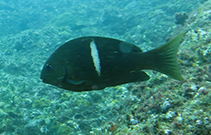 Image of Girella stuebeli (Blackfish drummer)