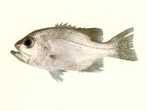 Image of Glaucosoma buergeri (Deepsea jewfish)